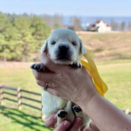 Yellow - Light golden female Golden Retriever puppy in Jasper, Tennessee from Suncoast Goldens