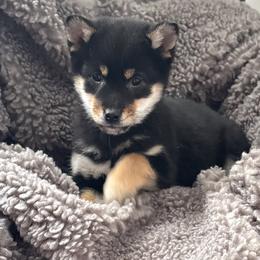 Zuni - Black and tan female Shiba Inu puppy in Winthrop, Minnesota from Kayobi Shibas