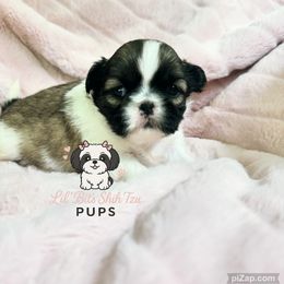 Dolly - Tricolor female Shih Tzu puppy in Walkertown, North Carolina from Lil’ Bit’s Shih Tzu