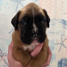 Bruno - Fawn male Boxer puppy in Evans, Georgia from Kimberly's Boxers