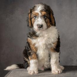 Atlas - Sable male Aussiedoodle puppy in Germantown, Ohio from Doodle Patch Farm