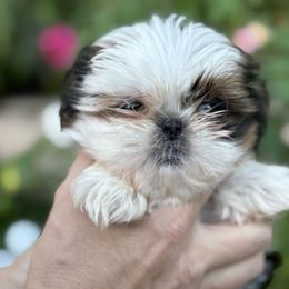 Angel - Gold and white female Shih Tzu puppy in Spring, Texas from Precious Tzu Crew