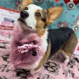 Ozzy - Pembroke Welsh Corgi