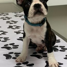 Boston Terriers from JoJens Bostons