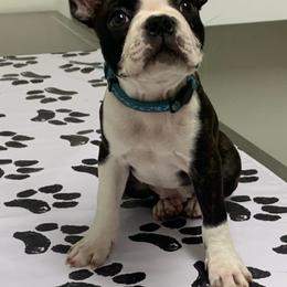 Boston Terriers from JoJens Bostons