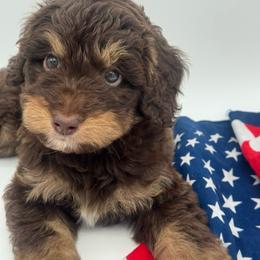 Fern - Red phantom male Aussiedoodle puppy in Austin, Texas from Doodles of Central Texas