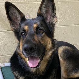 German Shepherds from MillerTime Shepherds