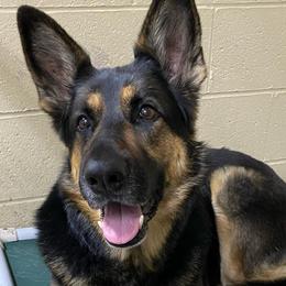 German Shepherds from MillerTime Shepherds