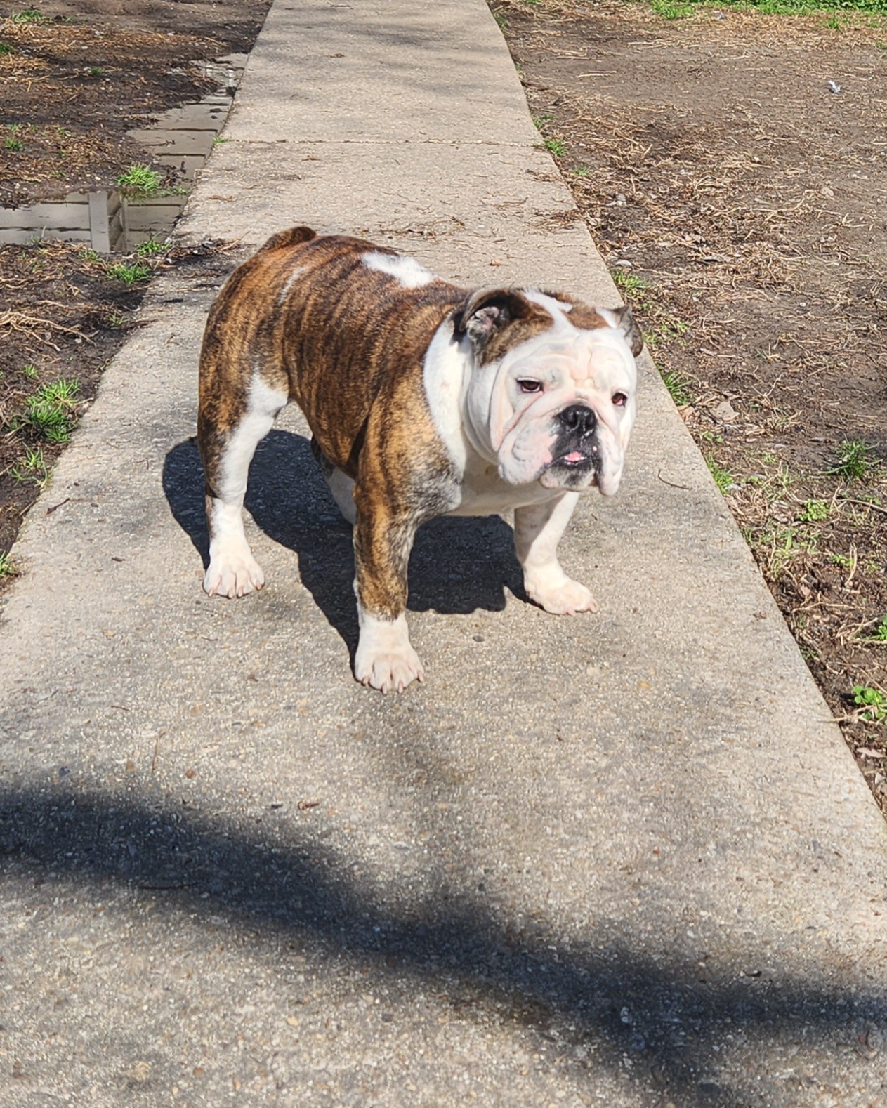 Skittles - Bulldog