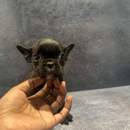 Rhona - Black female French Bulldog puppy in Plainfield, New Jersey from Drea's French Bulldogs