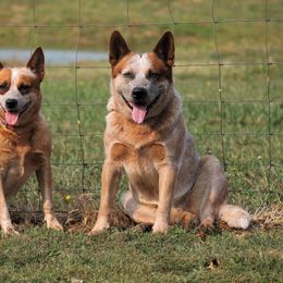 Australian Cattle Dog All Grown Up from Stellar Cattle Dogs