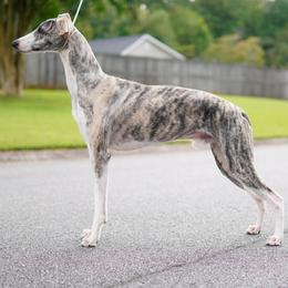 Handsome - Whippet