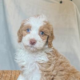 Champ - Red male Bernedoodle puppy in Jackson, Missouri from Pincksten Family Doodles