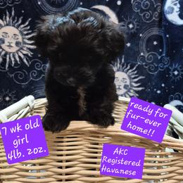Girl 3 - Black female Havanese puppy in Manchester, Texas from Mimi's Havanese