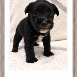 Keith - Black male Miniature Schnauzer puppy in Summerfield, Florida from M & M Schnauzers