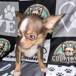 Coco - Chocolate and tan female Chihuahua puppy in Palmyra, Indiana from Country Star Chihuahuas