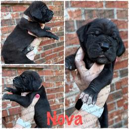 Nova - Black female Great Dane puppy in Granbury, Texas from Anderson Blau’s Great Danes