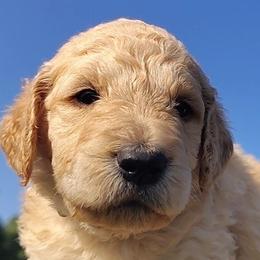 Pink Collar - Cream female Goldendoodle puppy in Willow Springs, Missouri from Todd Family Homestead