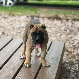 Brown collar - Fawn female Cane Corso puppy in Opelousas, Louisiana from Azelees Cane Corso