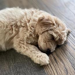 Maya - Bernedoodle
