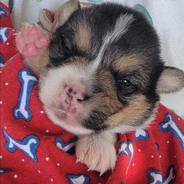 Redbone Bandana boy - Black and tan male Pembroke Welsh Corgi puppy in Cherokee, Oklahoma from MCS Farms-OK