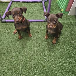 Miniature Pinscher Puppies from Pike's Pups