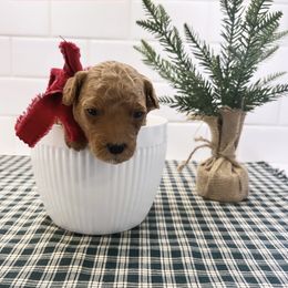 Goldendoodle Puppies from Proctor’s Petite Goldendoodles