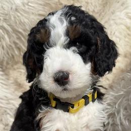 Girl 1 - Tri-color female Bernedoodle puppy in Portland, Oregon from Sandy Creek Bernedoodles