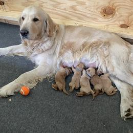 Goldendoodle Puppies from Heartshine Doodles