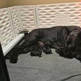 Male 4 - Black male Giant Schnauzer puppy in Danville, Indiana from Surefoot Giant Schnauzers