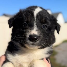 Boy 4 - Black & white male Miniature Australian Shepherd puppy in Murfreesboro, Tennessee from Norby's Mini Aussies