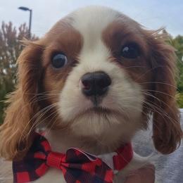 Red Boy - Blenheim male Cavalier King Charles Spaniel puppy in Forest Lake, Minnesota from Northern Lights Goldens