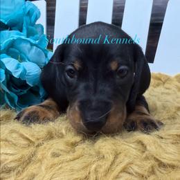 Teal - Black and tan female Dachshund puppy in Leoma, Tennessee from Southbound Kennel