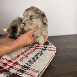 Dasher BLUE EYES - Brown merle male Aussiedoodle puppy in Sweetwater, Florida from Sandy Snout Doodles