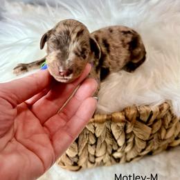 Motley - Merle male Cockapoo puppy in Denver, Pennsylvania from Greenview Puppies