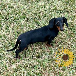 Ali - Dachshund
