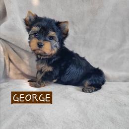 George - Black and gold male Yorkshire Terrier puppy in Middleton, Idaho from Rocky Mountain Yorkies