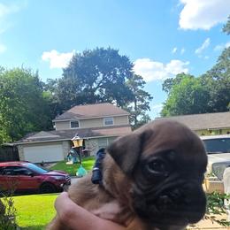 Blue - Fawn male Boxer puppy in Spring, Texas from Sanchez Boxers