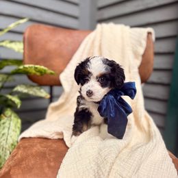 Goldie - Tri-color female Bernedoodle puppy in Buda, Illinois from Hamilton Farm Doodles