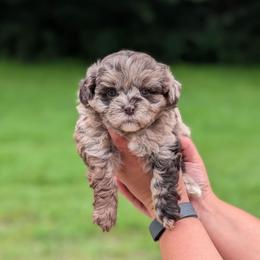 Riptide - Merle male Shihpoo puppy in Coshocton, Ohio from Forever Family Puppies