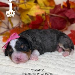 Ciabatta - Blue merle female Bernedoodle puppy in Orange, Texas from Walk with Me Doodles