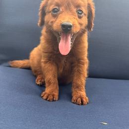 Freedom - Red  male Goldendoodle puppy in Lancaster, Kentucky from Dream Paws Puppies, LLC
