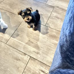 Blue collar - Black and tan male Yorkshire Terrier puppy in Pikeville, North Carolina from A Yorkie’s World