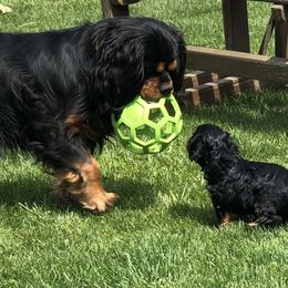 Cavalier King Charles Spaniel Puppies from MoxMox Cavaliers