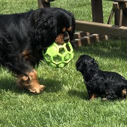 Cavalier King Charles Spaniel Puppies from MoxMox Cavaliers