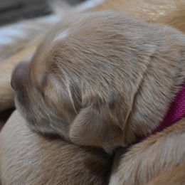 Girl 1 - Golden Golden Retriever puppy in Otis Orchards, Washington from Sunlite Golden Retrievers