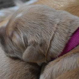 Girl 1 - Golden Golden Retriever puppy in Otis Orchards, Washington from Sunlite Golden Retrievers