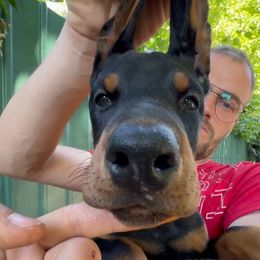 Orange Collar Girl - Black and rust female Doberman Pinscher puppy in Stow, Ohio from Imperium Dobermann Kennel