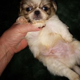 Jacob - White male Pekingese puppy in Willow Spring, South Carolina from Pekingese Zoo
