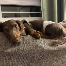 Dasher - Dachshund